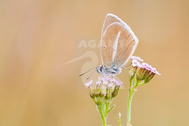 Witstreepblauwtje, Damon Blue, Polyommatus damon stock-image by Agami/Iolente Navarro,