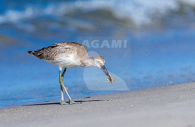 Western Willet hunted some crustacean along the St Pete Jetty in Cape May Point, New Jersey. August 2016. stock-image by Agami/Vincent Legrand,