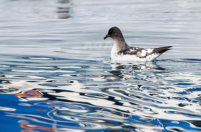 Cape Petrel (Daption capense australe) at sea in the Pacific Ocean of subantarctic New Zealand. Swimming at sea off Kaikoura. stock-image by Agami/Marc Guyt,