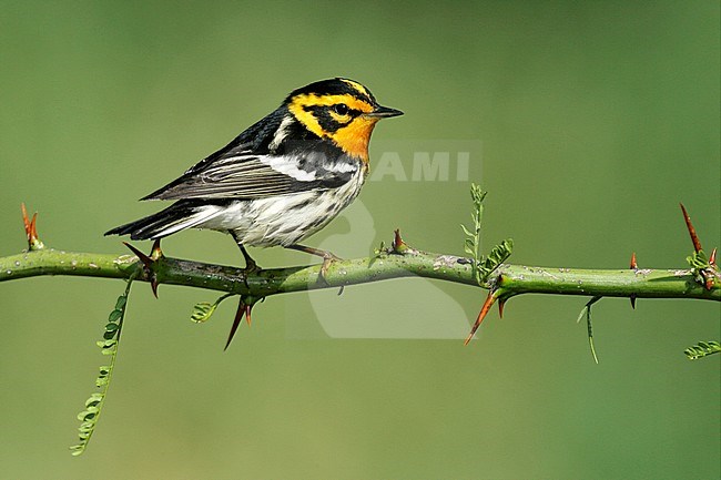 Adult male breeding
Galveston Co., TX
April 2005 stock-image by Agami/Brian E Small,