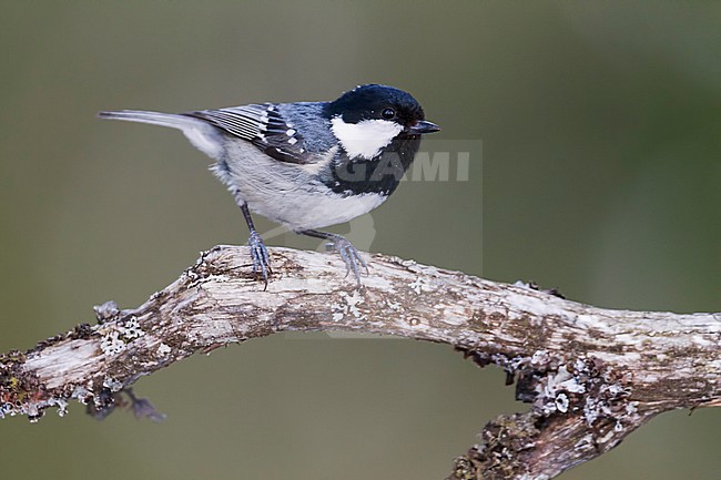 Coal Tit - Tannenmeise - Parus ater ssp. ater, Germany, 2nd cy stock-image by Agami/Ralph Martin,