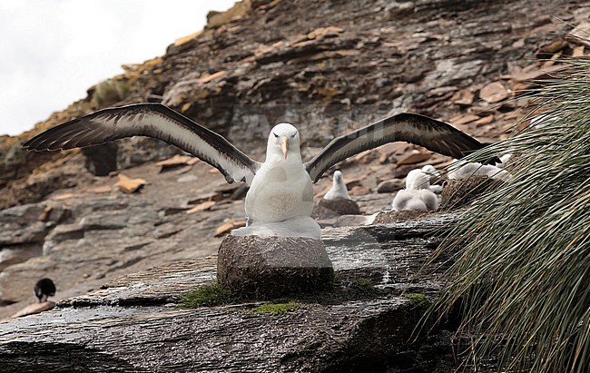 Na een broedduur van zo'n 70 dagen, duurt het nog vier maanden voordat een jonge Wenkbrauwalbatros uitvliegt After 70 days it will take another 4 months before a young Black-browed Albatross is leaving the nest stock-image by Agami/Jacques van der Neut,