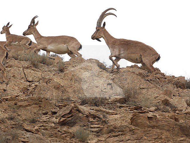 Wild Goat, Capra aegagrus stock-image by Agami/James Eaton,