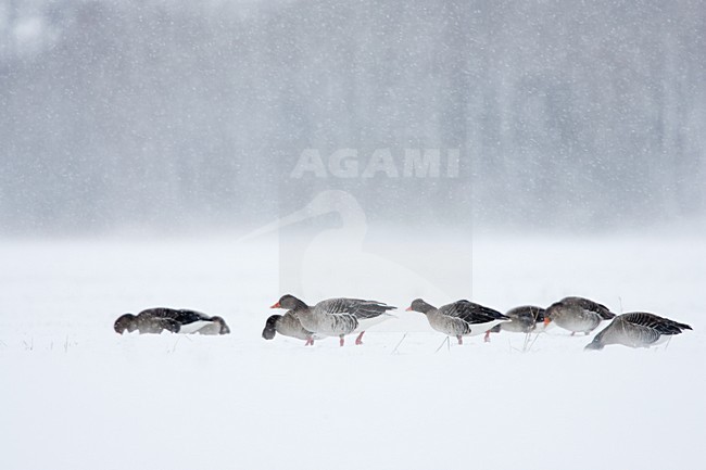 Grauwe Ganzen in een sneeuwbui; Greylag Geese in snow blizzard stock-image by Agami/Menno van Duijn,