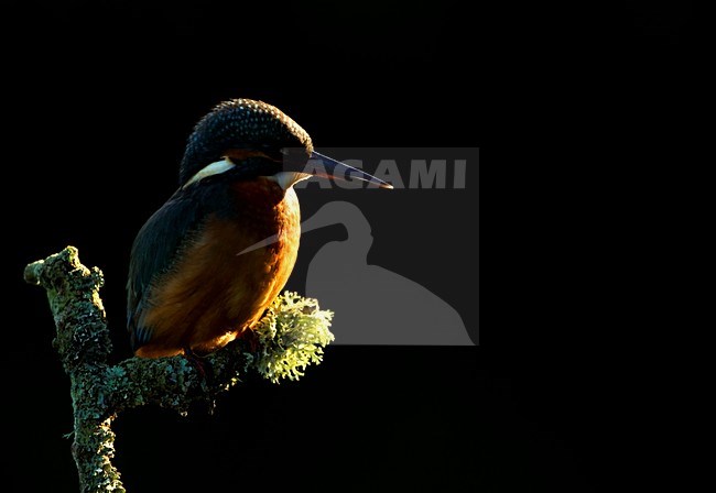 IJsvogel zittend op tak, Common Kingfisher perched on a branch stock-image by Agami/Danny Green,