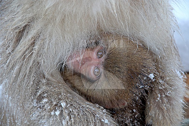 Young Japanese macaque or Snow Monkey (Macaca fuscata) in the snow stock-image by Agami/Pete Morris,