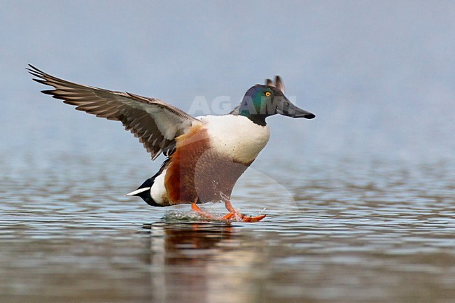 Mannetje Slobeend in de vlucht; Male European Shoveler in flight stock-image by Agami/Daniele Occhiato,