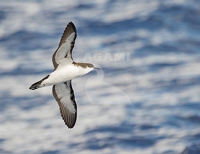 Critically Endangered Newell's shearwater (Puffinus newelli) off Kauai island, Hawaii, United States. Also known as Hawaiian shearwater. stock-image by Agami/Pete Morris,