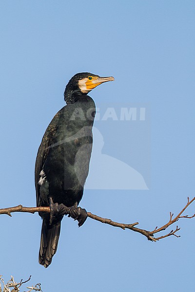 Common Great Cormorant - Kormoran - Phalacrocorax carbo ssp. sinensis, Germany, adult stock-image by Agami/Ralph Martin,