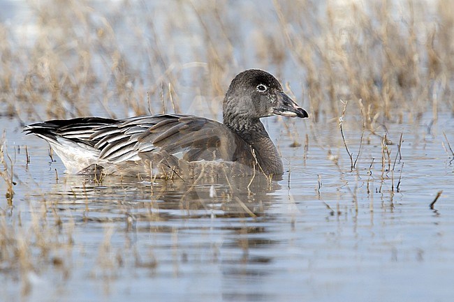 Juvenile blue morph
Socorro Co., N.M.
December 2014 stock-image by Agami/Brian E Small,