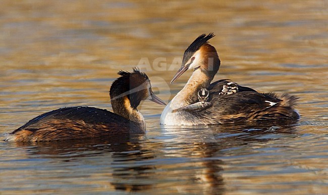 Great Crested Grebe feeding young; Fuut jongen voerend stock-image by Agami/Marc Guyt,