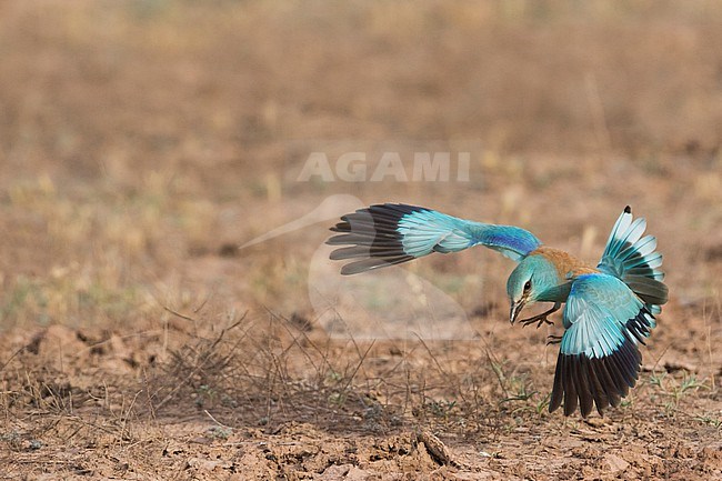 Adult Eastern European Roller, Coracias garrulus semenowi, in Tajikistan. stock-image by Agami/Ralph Martin,