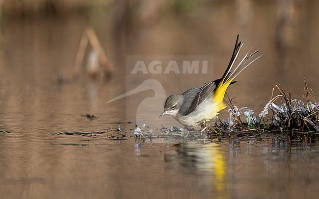 Grey Wagtail (Motacilla cinerea cinerea) a 2cy bird feeding in a  flooded field in winter setting at Roskilde, Denmark stock-image by Agami/Helge Sorensen,