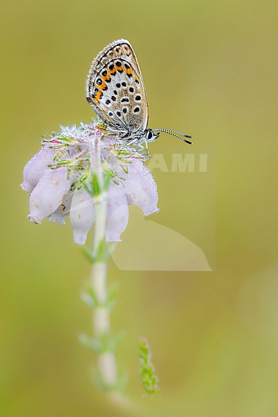 Silver-studded Blue, Plebejus aragus stock-image by Agami/Wil Leurs,
