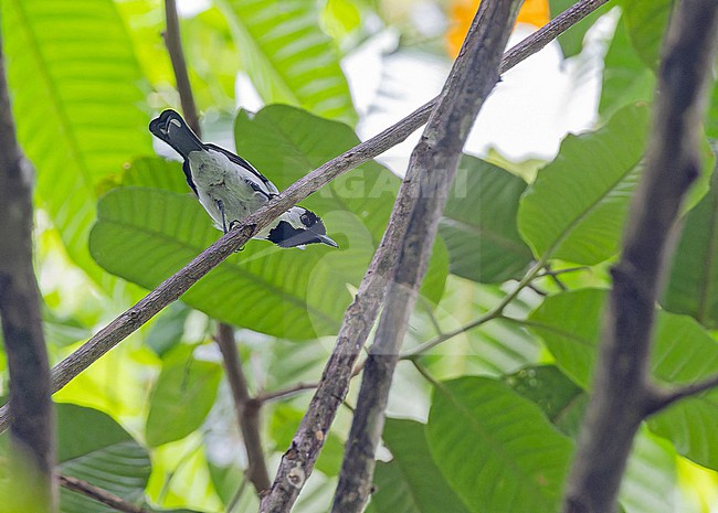 Black-tailed Monarch (Symposiachrus verticalis) in Papua New Guinea. stock-image by Agami/Pete Morris,