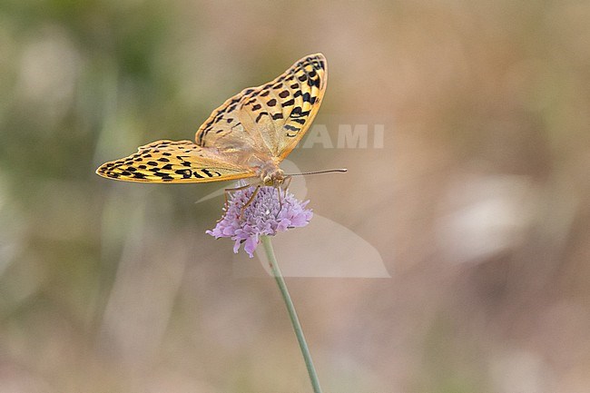 Cardinal (Argynnis pandora) perched on a mauve flower, with a green and brown background in Leucate, France. stock-image by Agami/Sylvain Reyt,