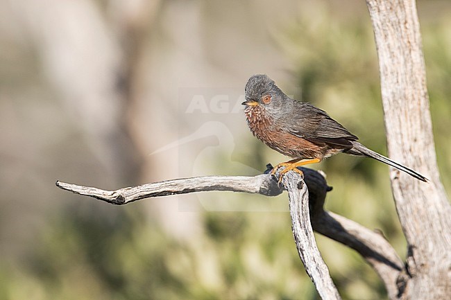 Dartford Warbler (Sylvia undata ssp. undata), France, adult male perched on a branch stock-image by Agami/Ralph Martin,