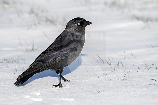 Western Jackdaw (Coloeus monedula spermologus) during winter in Katwijk, Netherlands. stock-image by Agami/Marc Guyt,