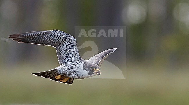 Peregrine (Falco peregrinus) Vaala Finland June 2017 stock-image by Agami/Markus Varesvuo,