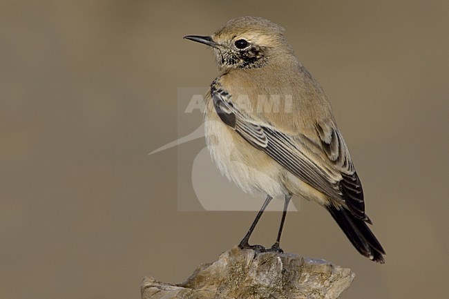 Desert Wheatear immature male; Woestijntapuit onvolwassen man stock-image by Agami/Daniele Occhiato,