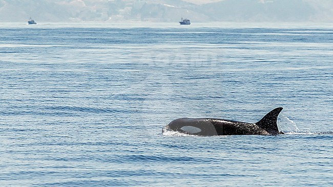 Killer Whale aka Orca  (Orcinus orca) off Tarifa, Spain. stock-image by Agami/Vincent Legrand,