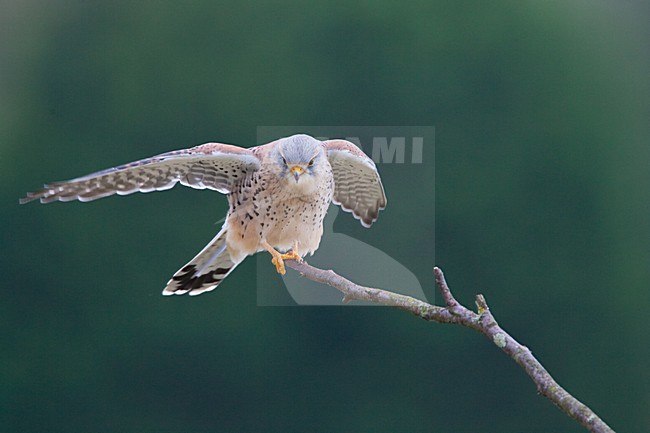 Torenvalk mannetje zittend op tak; Common Kestrel male perched on a branch stock-image by Agami/Menno van Duijn,