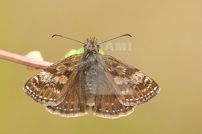 Bruin Dikkopje / Dingy Skipper (Erynnis tages) stock-image by Agami/Wil Leurs,