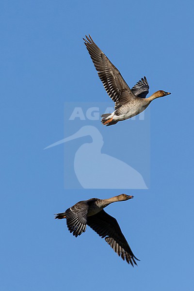 tundra bean goose (anser rossicus) of far eastern subspecies middendorffii in flight on migration, found near Khalk River in eastern Mongolia in Dornod Aimag stock-image by Agami/Mathias Putze,