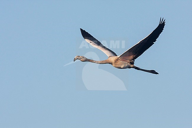 Greater Flamingo - Rosaflamingo - Phoenicopterus roseus, France, 1st cy in flight stock-image by Agami/Ralph Martin,