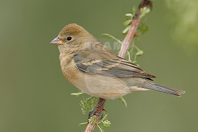 Adult female
Riverside Co., CA
May 2008 stock-image by Agami/Brian E Small,