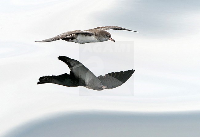 Pink-footed Shearwater (Ardenna creatopus) off Chile. Flying low over the pacific ocean. stock-image by Agami/Dani Lopez-Velasco,