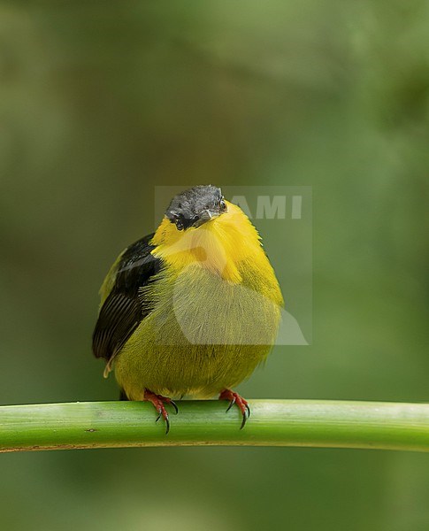 Front view of a male Golden-collared Manakin (Manacus vitellinus) perched on a branch  in Caldas, Colombia, South America. stock-image by Agami/Steve Sánchez,