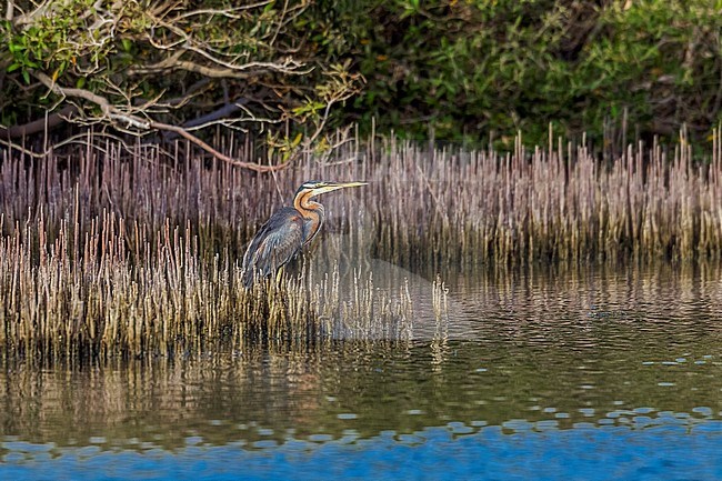 Purple Heron trying to hide from our boat in the Wadi Lahami mangrove, Marsa Alam, Egypt. stock-image by Agami/Vincent Legrand,