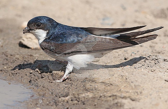 Common House Martin (Delichon urbicum), adult standing, seen from the side, collecting mud for the nest. stock-image by Agami/Fred Visscher,