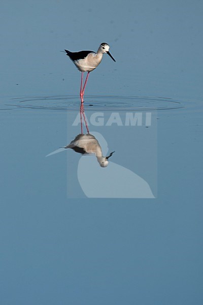 Steltkluut voedsel zoekend Lesbos Griekenland, Black-winged Stilt foraging Lesvos Greece stock-image by Agami/Wil Leurs,
