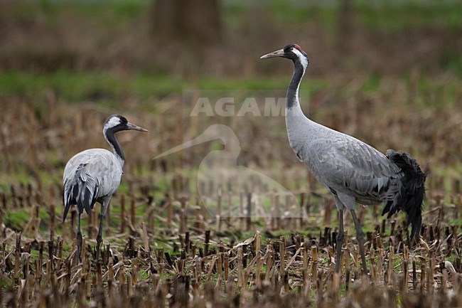 Kraanvogel staand in veld; Common Crane standing in field stock-image by Agami/Han Bouwmeester,