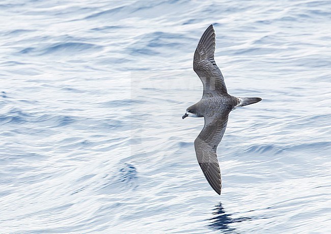 Bermuda Petrel (Pterodroma cahow) in flight off the coast of Bermuda. stock-image by Agami/Marc Guyt,