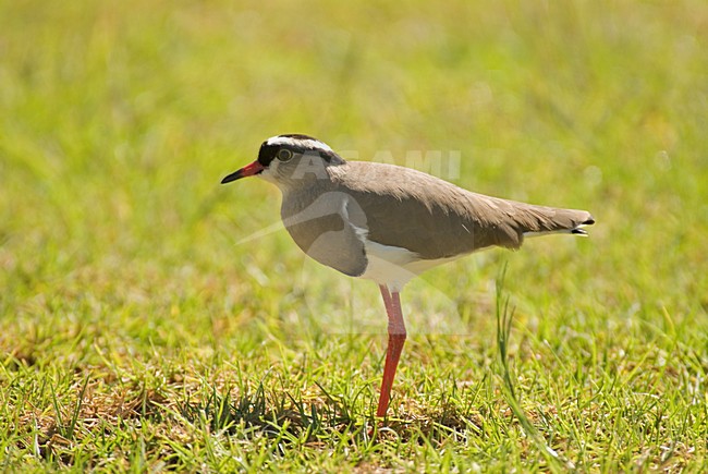 Diadeemkievit staand in gras Zuid Afrika, Crowned Lapwing standing in grass South Africa stock-image by Agami/Wil Leurs,