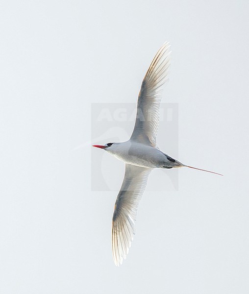 Red-tailed Tropicbird (Phaethon rubricauda melanorhynchos) in the Pacific ocean. stock-image by Agami/Marc Guyt,