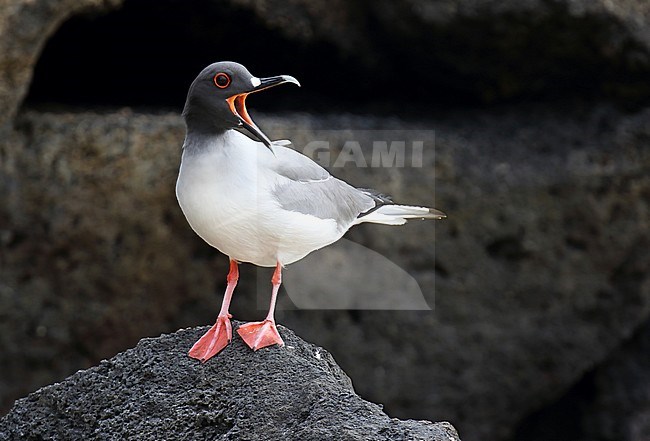 Calling adult Swallow-tailed Gull (Creagrus furcatus) on the Galapagos islands, Ecuador. Standing on the edge of the sea on a vulcanic rock. stock-image by Agami/Dani Lopez-Velasco,