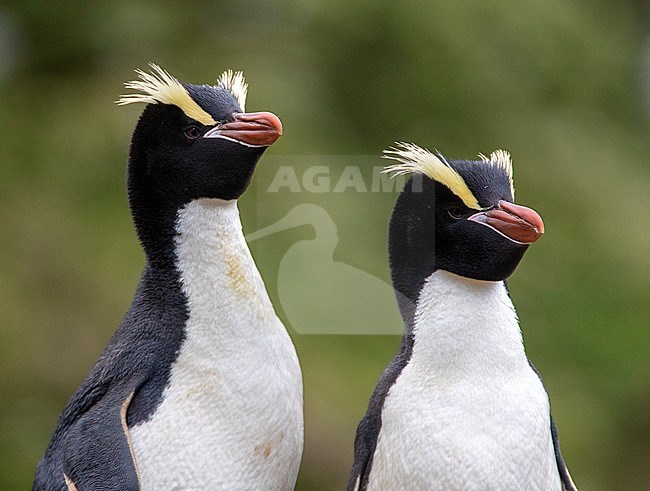 Portrait of a pair of Erect-crested Penguins (Eudyptes sclateri) on the Antipodes Islands, New Zealand. Two birds looking to the right against green background. stock-image by Agami/Marc Guyt,