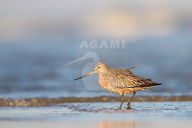 Rosse Grutto, Bar-tailed Godwit, Limosa lapponica on spring migration with stopover at north sea beach stock-image by Agami/Menno van Duijn,