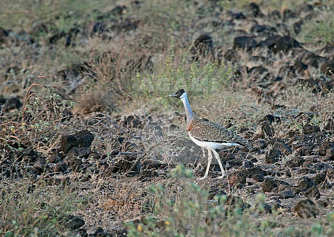 Heuglin's bustard (Neotis heuglinii) on a rocky slope stock-image by Agami/Pete Morris,