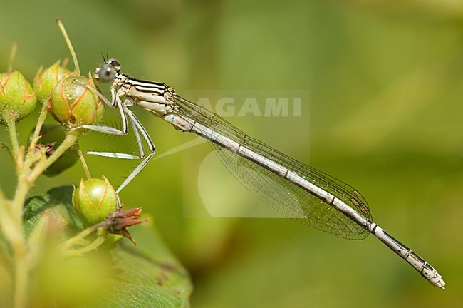 Vers mannetje Blauwe breedscheenjuffer, Immature Platycnemis pennipes stock-image by Agami/Wil Leurs,