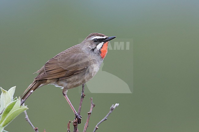 Siberian Rubythroat - Rubinkehlchen - Luscinia calliope, Russia (Ural), adult male stock-image by Agami/Ralph Martin,