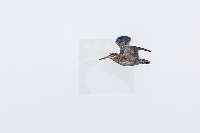 Jack Snipe (Lymnocryptes minimus) flying over Westdam of Zeebrugge, West Flanders, Belgium. stock-image by Agami/Vincent Legrand,