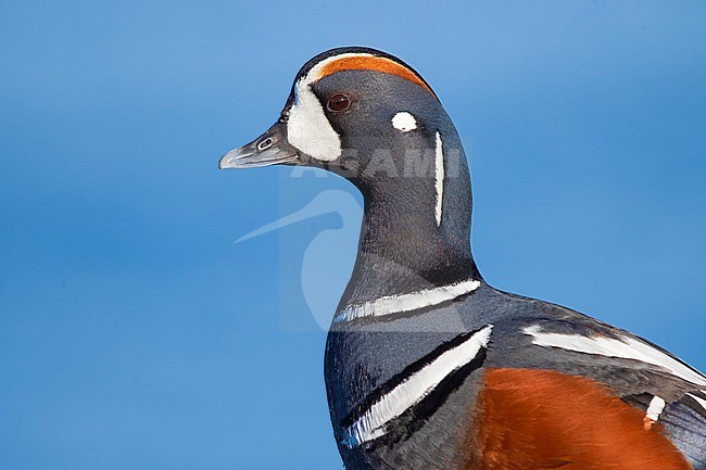 Portrait of a stunning male Harlequin Duck (Histrionicus histrionicus) during late spring in Iceland. stock-image by Agami/Daniele Occhiato,