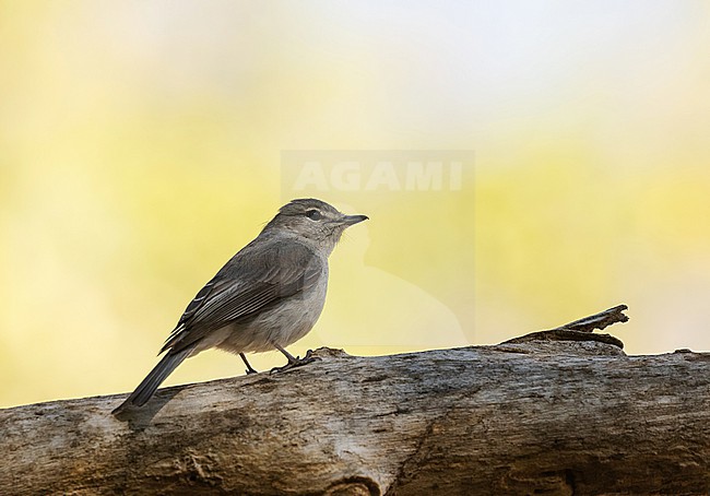 Ashy Flycatcher (Fraseria caerulescens) in South Africa. stock-image by Agami/Pete Morris,