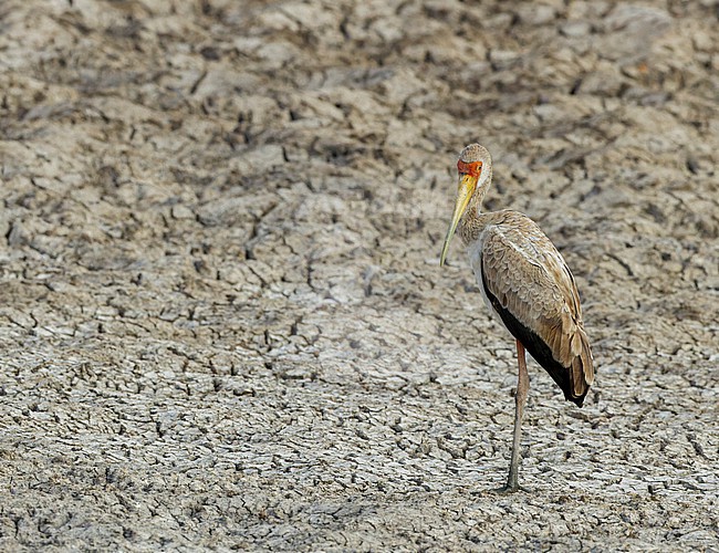 Immature Yellow-billed Stork (Mycteria ibis) in Israel. stock-image by Agami/Yoav Perlman,