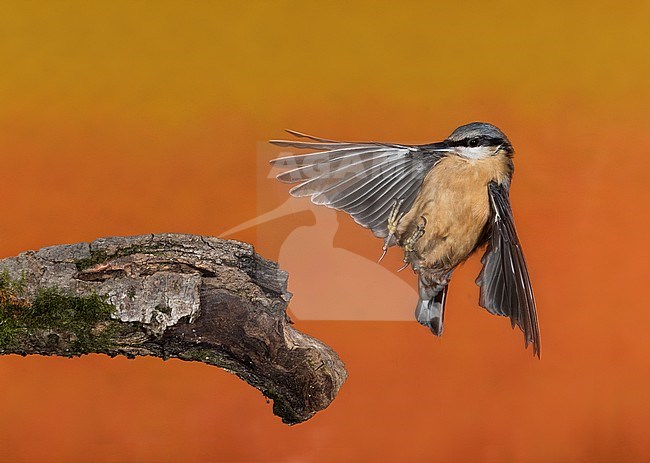 Eurasian Nuthatch; Boomklever stock-image by Agami/Alain Ghignone,